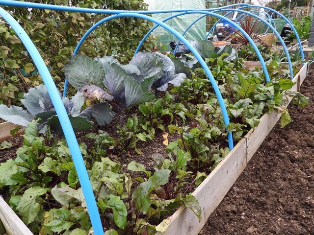 Cabbages and beetroot.